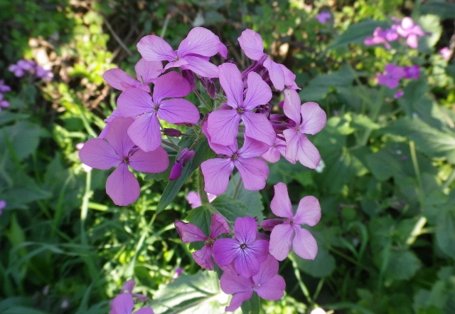 Lunaria annua